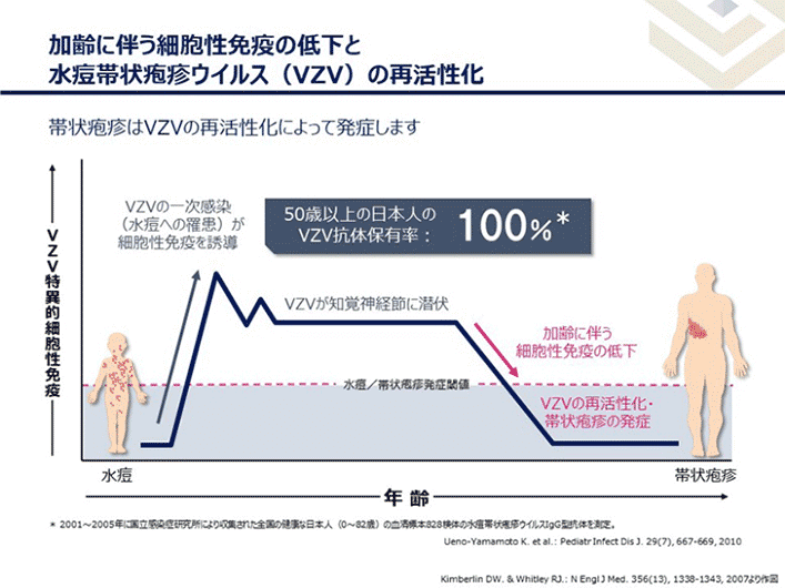 加齢に伴う細胞性免疫の低下と水痘帯状疱疹ウイルス(VZV)の活性化のグラフ